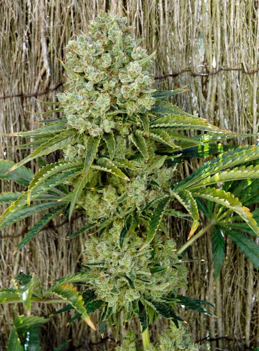 Los diez errores típicos del último mes y cómo evitarlos