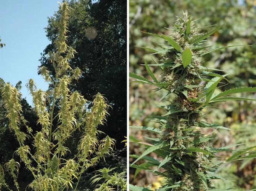 Los diez errores típicos del último mes y cómo evitarlos