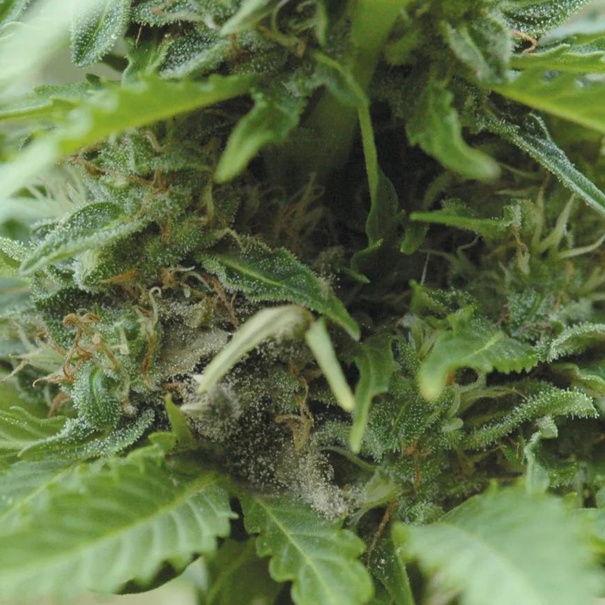 Los diez errores típicos del último mes y cómo evitarlos