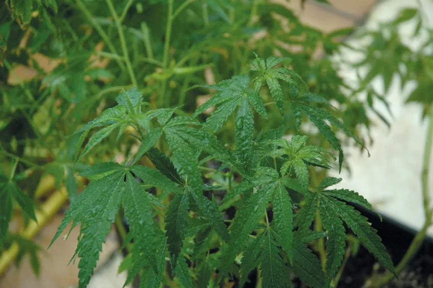 El agua en el cultivo: cómo influye el riego en las plantas 