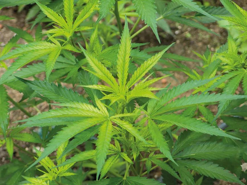 El agua en el cultivo: cómo influye el riego en las plantas 