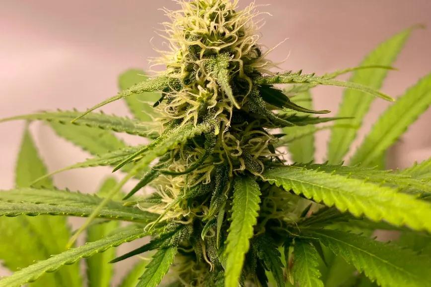 Club de cannabis bloqueado en Baviera por licencia urbanística