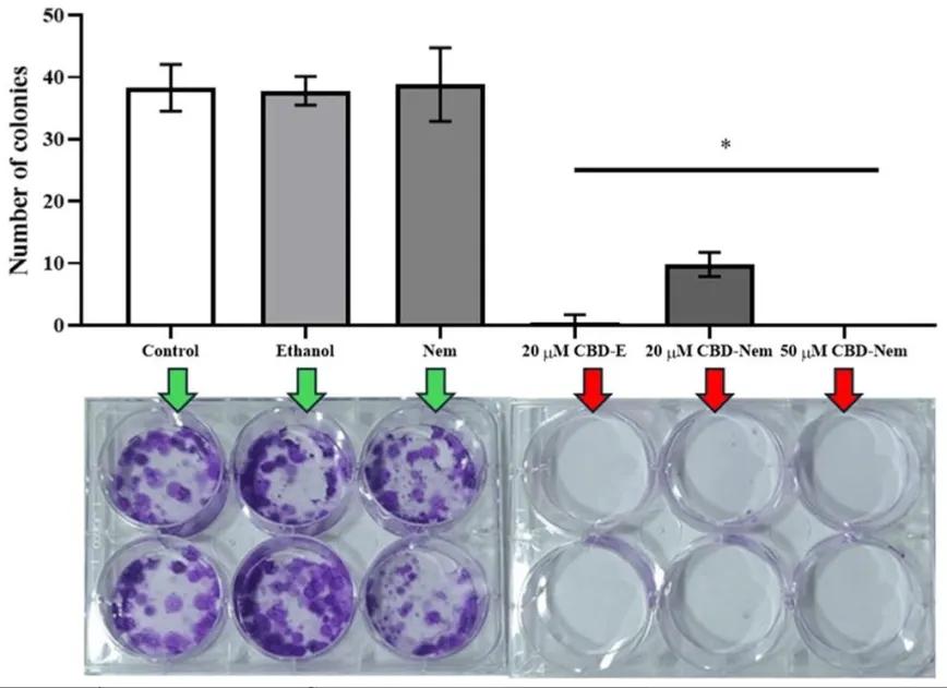 El CBD-Nem inhibió la formación de colonias tumorales, evidenciando su eficacia.