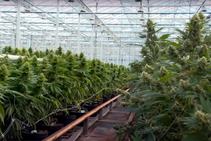 Juez ordena reducir el olor o detener la producción de cannabis