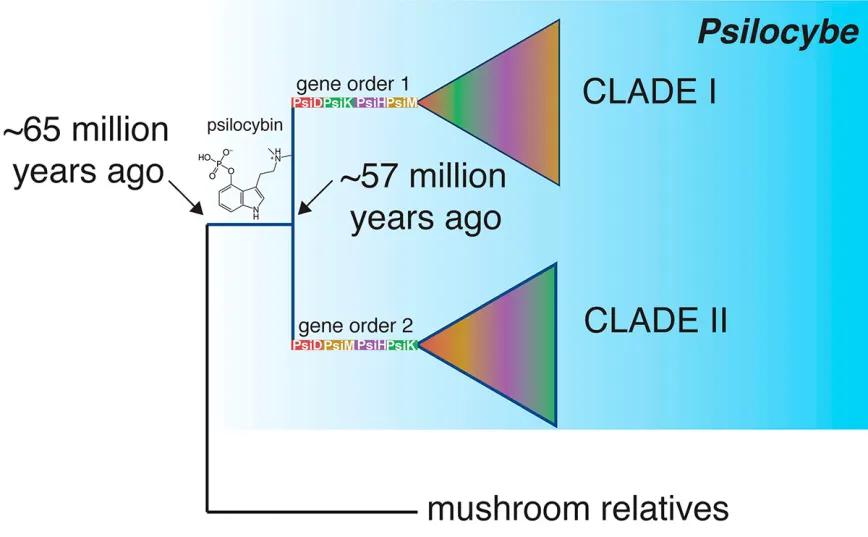 Árbol evolutivo simplificado del género Psilocybe. Los clados I y II representan las especies de Psilocybe con los mismos patrones de ordenamiento genético dentro de sus grupos de genes productores de psilocibina.