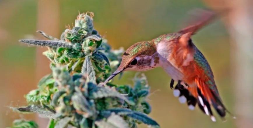 Organizaciones en Australia realizan gira sobre cannabis y ética clínica