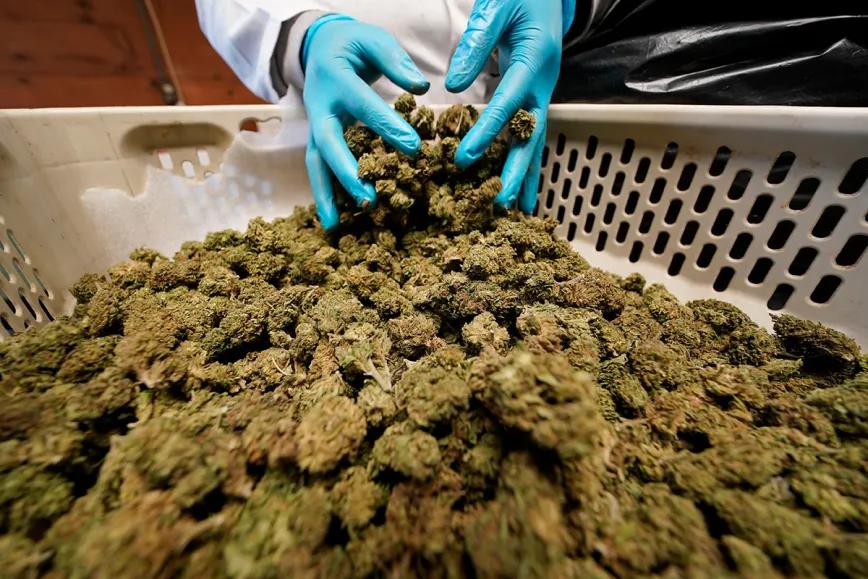 El cannabis aportó 10.800 millones de euros al PIB canadiense en 2024