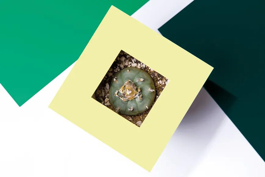 Falsos peyotes, verdaderos peyotes 