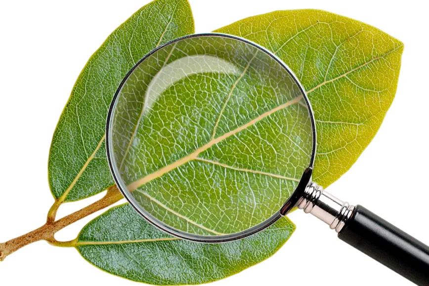 ¿Tiene sentido mantener prohibida la hoja de coca?