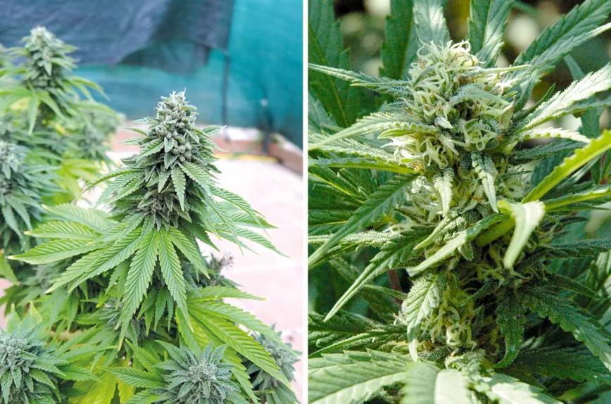 La cosecha perfecta en diez pasos: consejos y trucos de experto