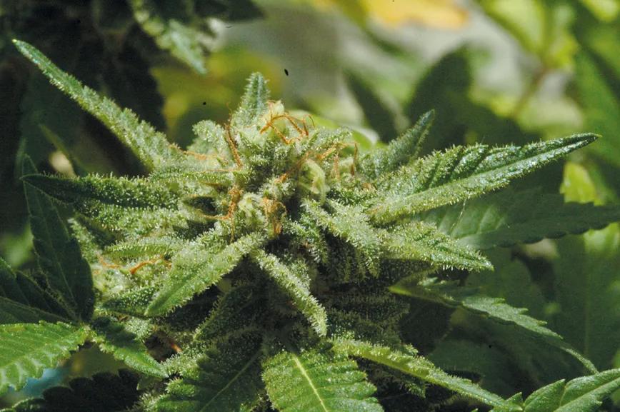 La cosecha perfecta en diez pasos: consejos y trucos de experto