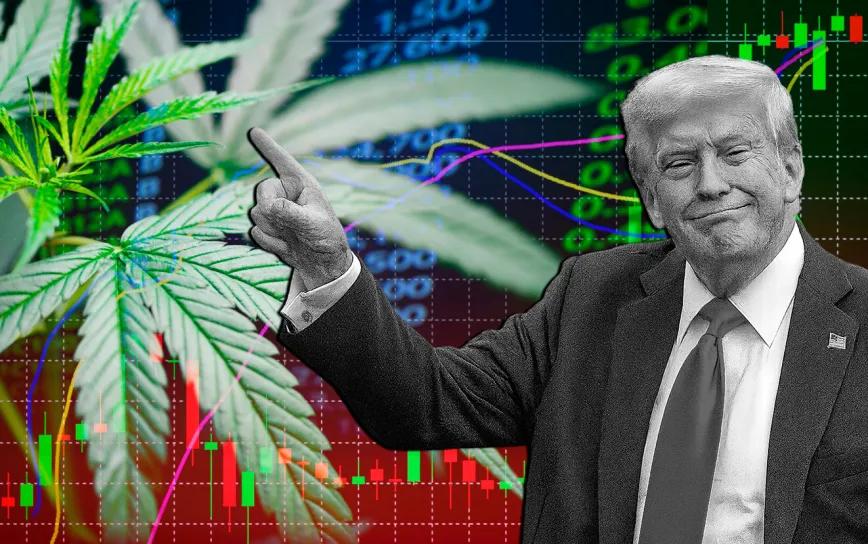 Acciones de cannabis suben tras respaldo de Trump al CBD