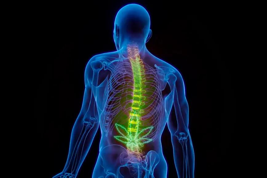 Extracto de cannabis demuestra eficacia contra la lumbalgia crónica