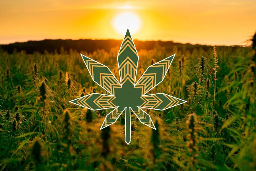 Tribus indígenas redefinen el mercado legal de cannabis en EE UU