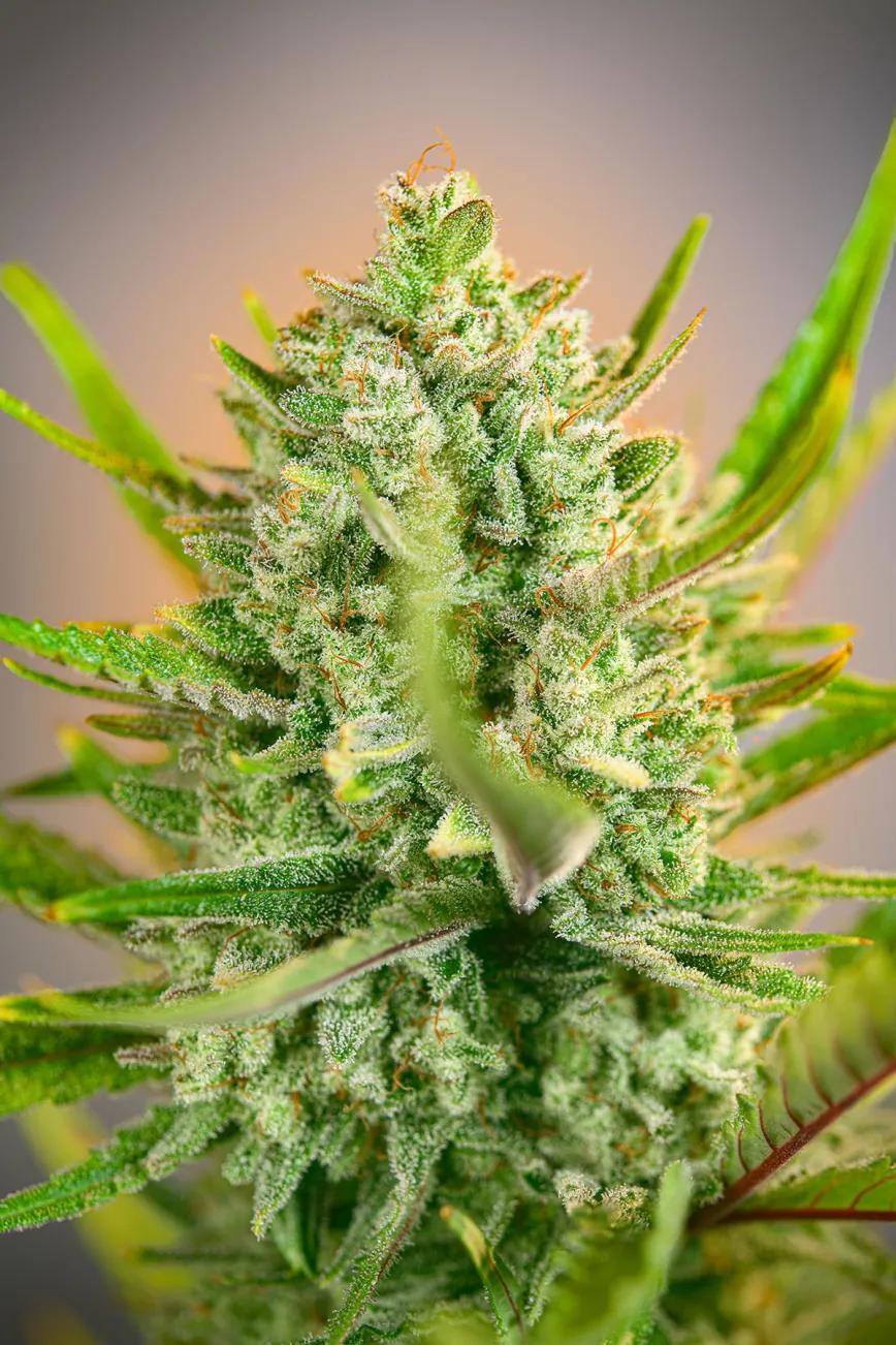 Monster Maker® de Sweet Seeds®. Una sinfonía resinosa con alma cítrica