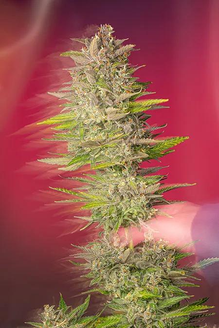 Permanent Jealousy XL Auto®