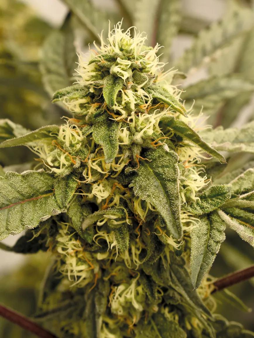 Lograr un buen cogollo lleno de resina es el objetivo de todo cultivador que empieza. 