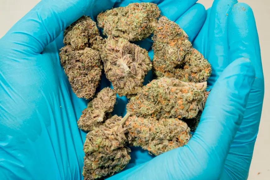 El cannabis medicinal crece y se vuelve más potente en el Reino Unido