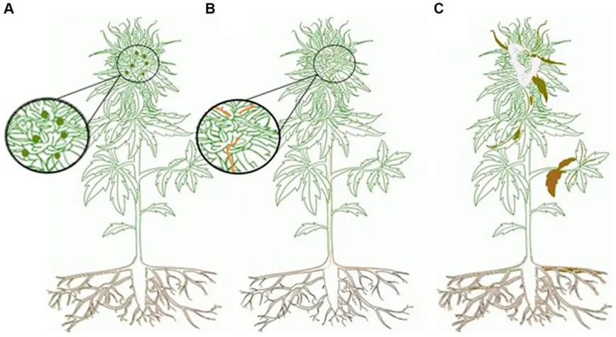 Micobioma del cannabis y el cáñamo