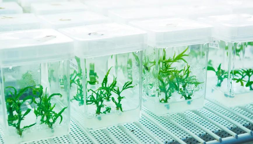 El cultivo de tejidos ayuda a ordenar la genética cannábica
