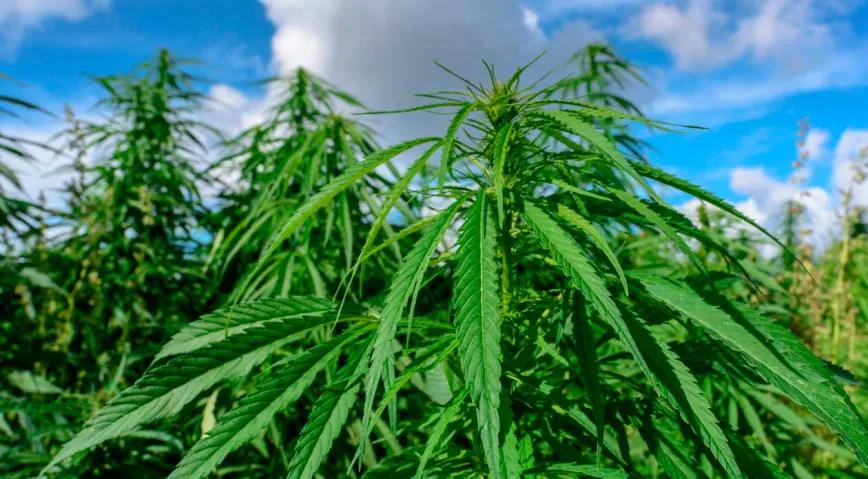 Ghana propone licencias de cáñamo a 45.000 dólares por hectárea