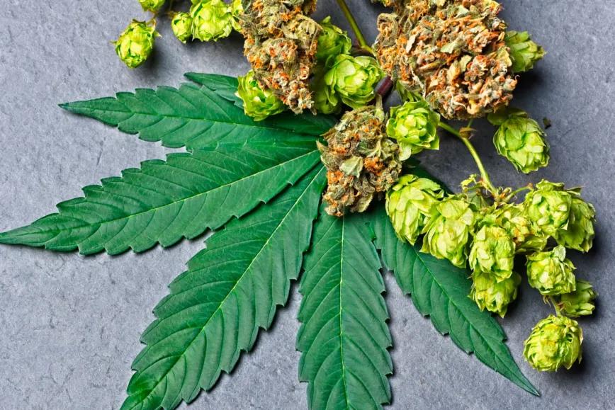 Humuleno: el terpeno que conecta cannabis y lúpulo