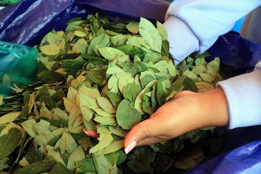 La coca legal en Bolivia desafía la prohibición internacional