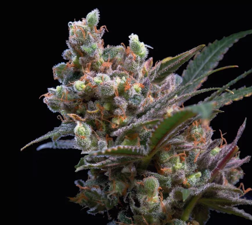 Imagen sin descripción