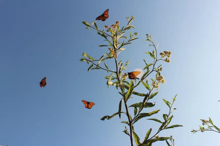 Imagen sin descripción