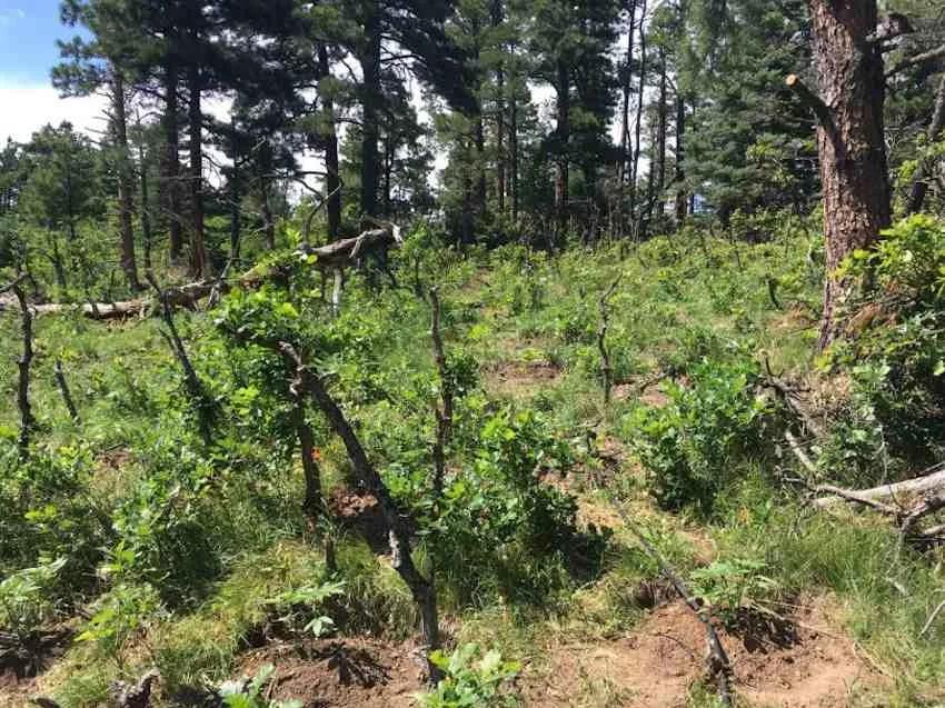 Imagen sin descripción