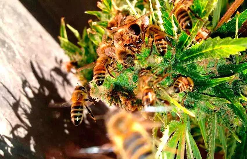 Imagen sin descripción