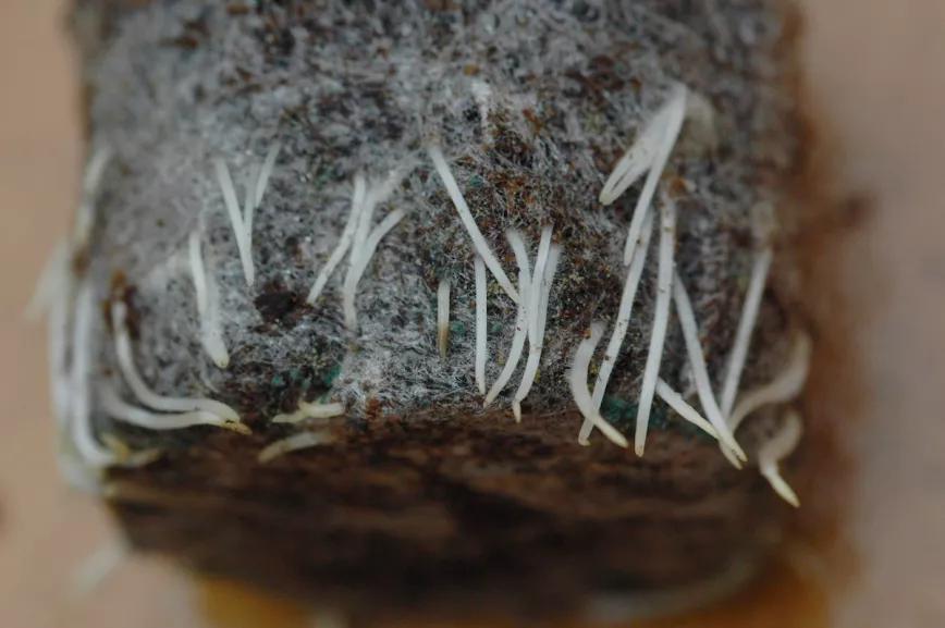 Imagen sin descripción