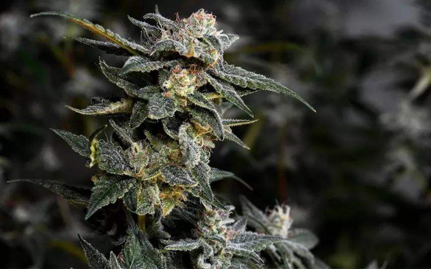 Imagen sin descripción