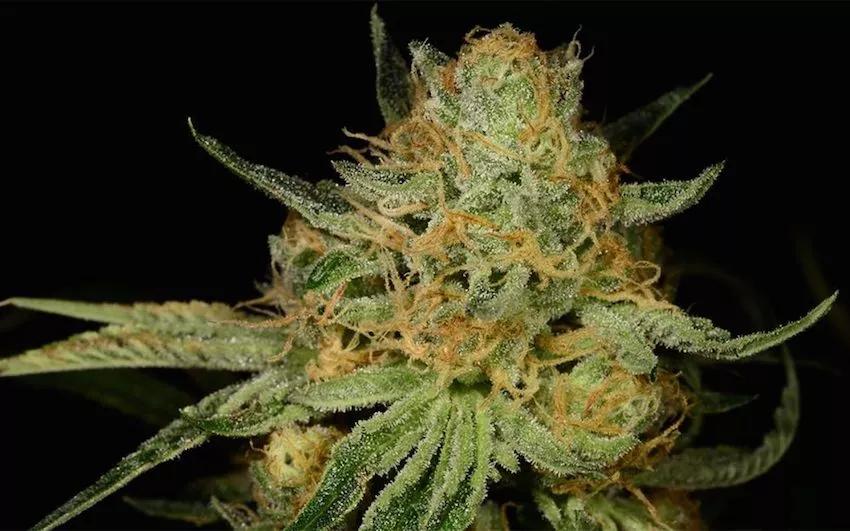 Imagen sin descripción