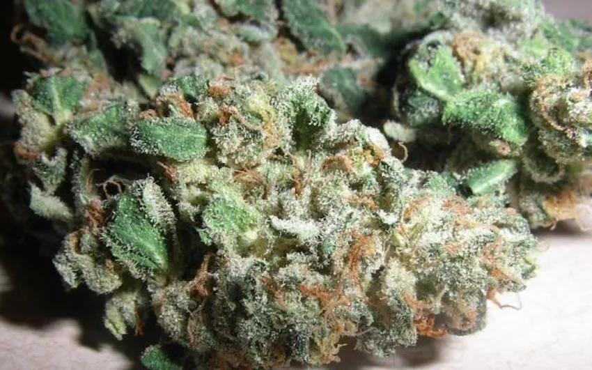 Imagen sin descripción