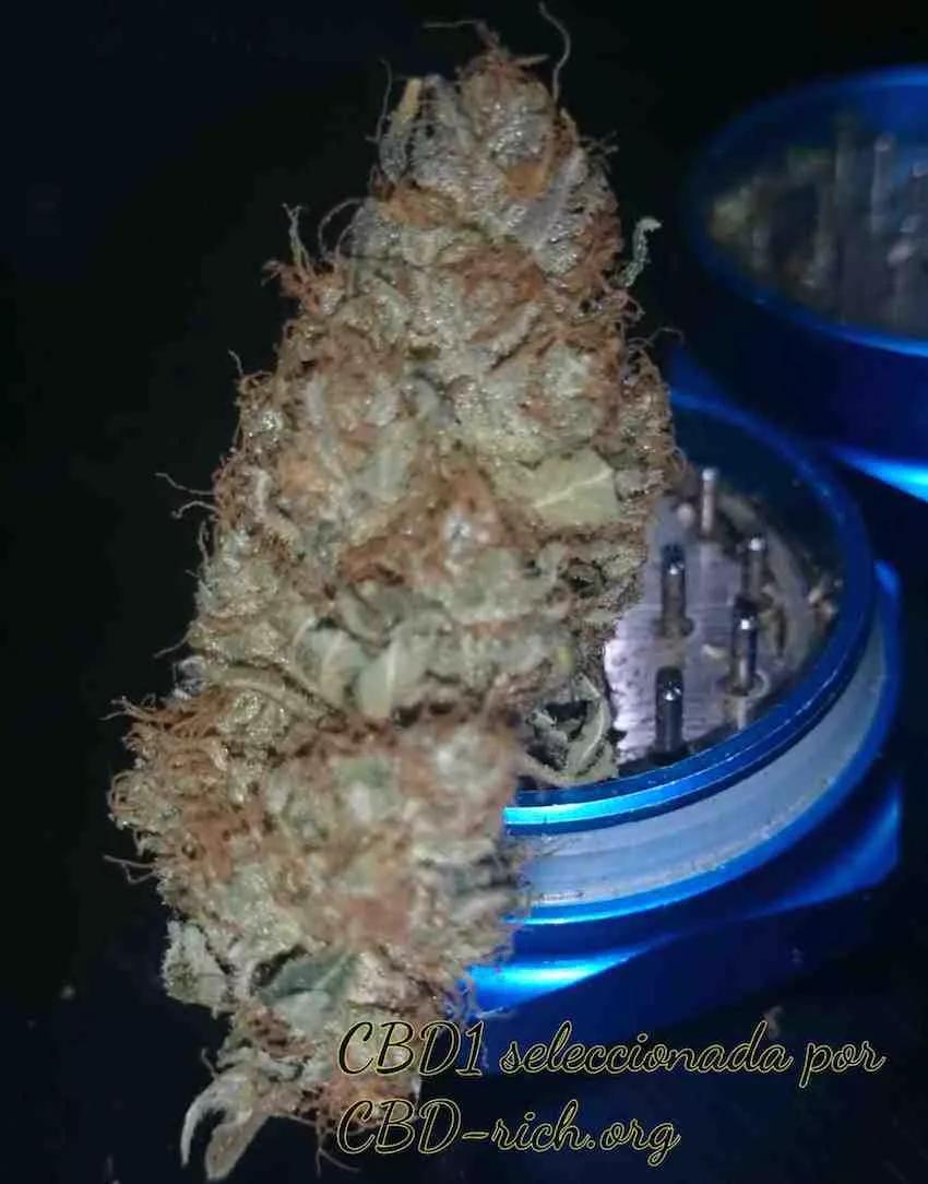 Imagen sin descripción