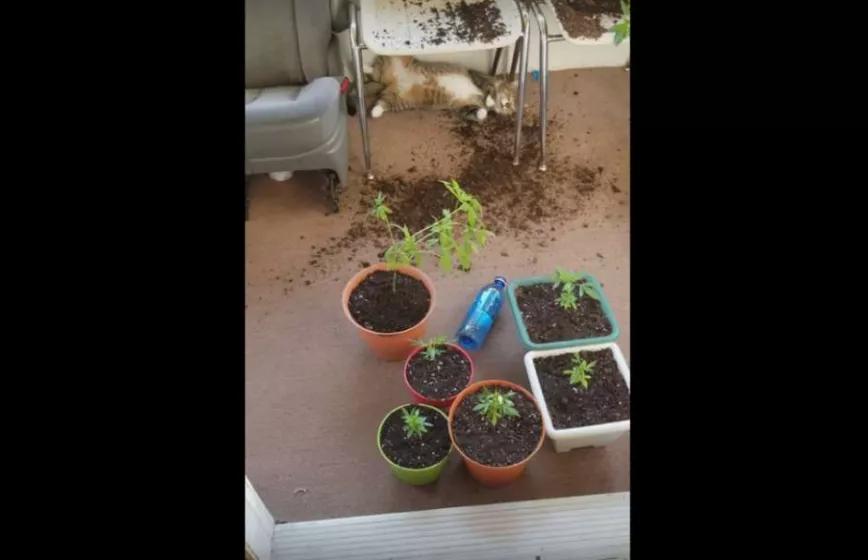 Imagen sin descripción