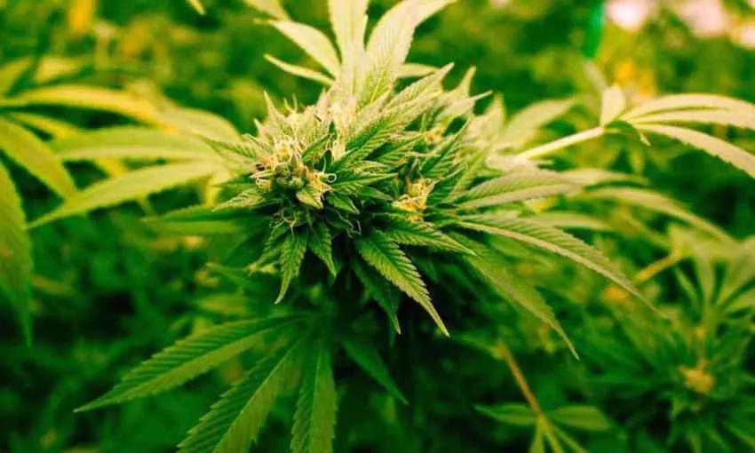 Imagen sin descripción