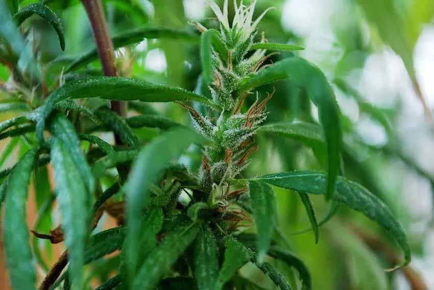 Imagen sin descripción