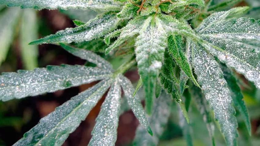 Imagen sin descripción