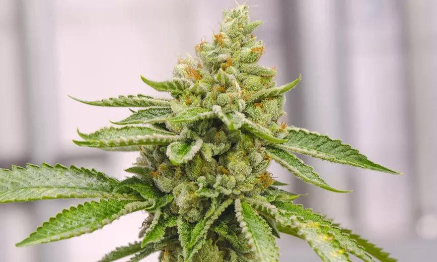 Imagen sin descripción