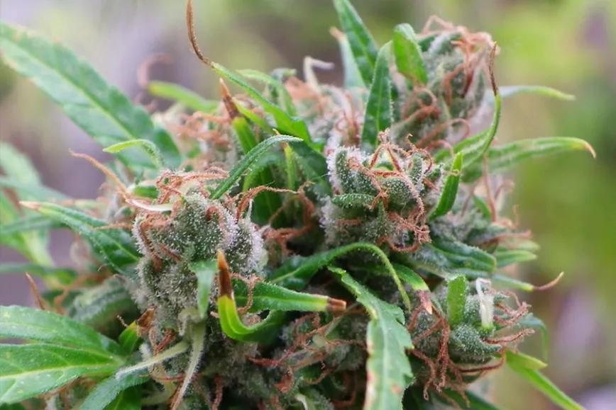 Imagen sin descripción