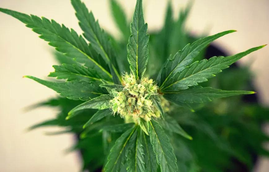 Imagen sin descripción