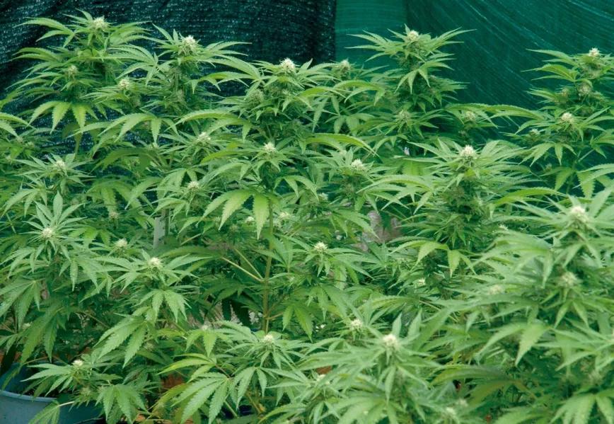 Imagen sin descripción