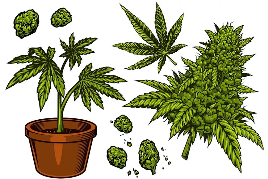 Imagen sin descripción