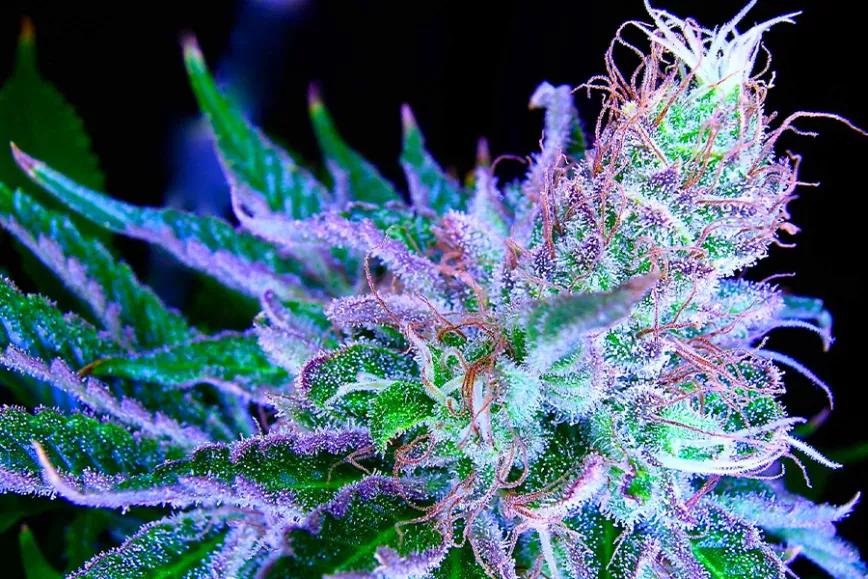 Imagen sin descripción