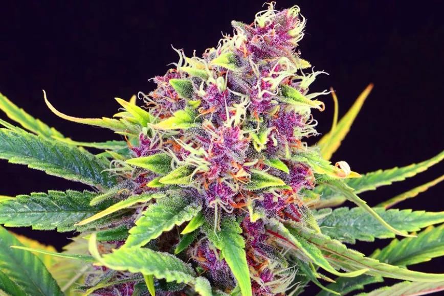 Imagen sin descripción