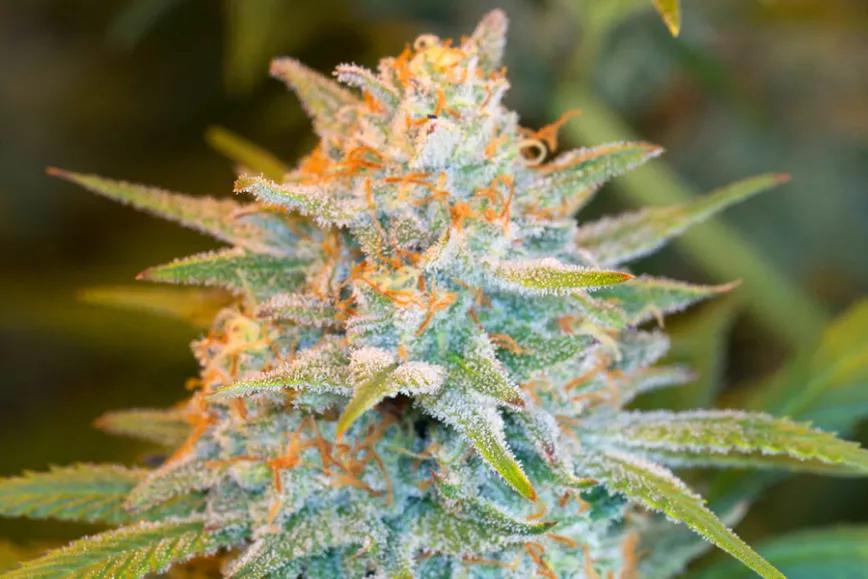 Imagen sin descripción