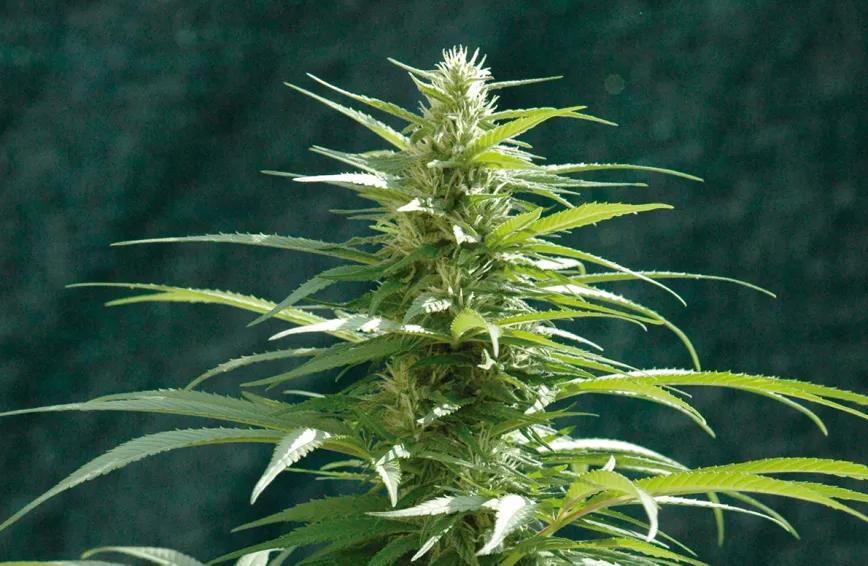 Imagen sin descripción