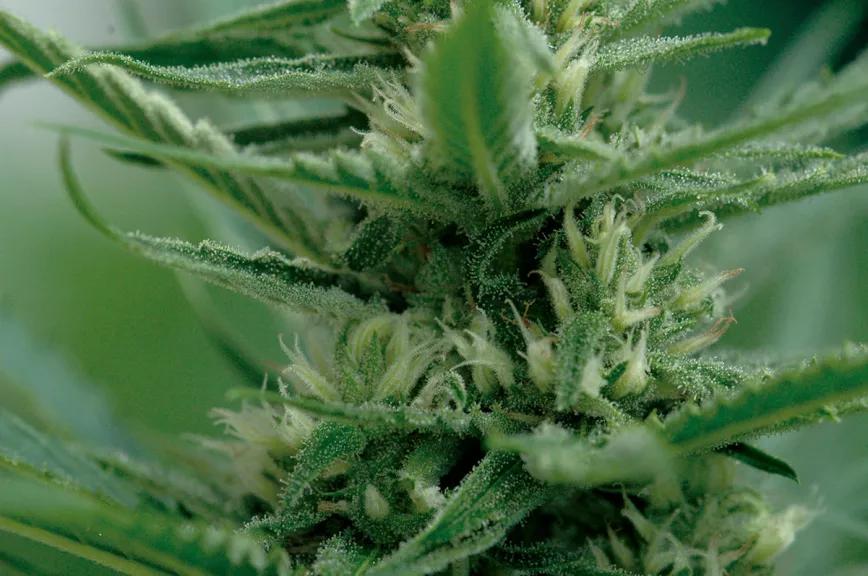 Imagen sin descripción